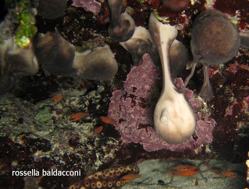 Chondrosia reniformis e Chondrilla nucula